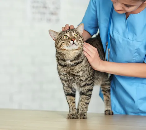 Female doctor holding cat on table